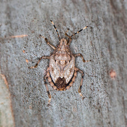 Shield Bug (Anchises parvulus) (Anchises parvulus)